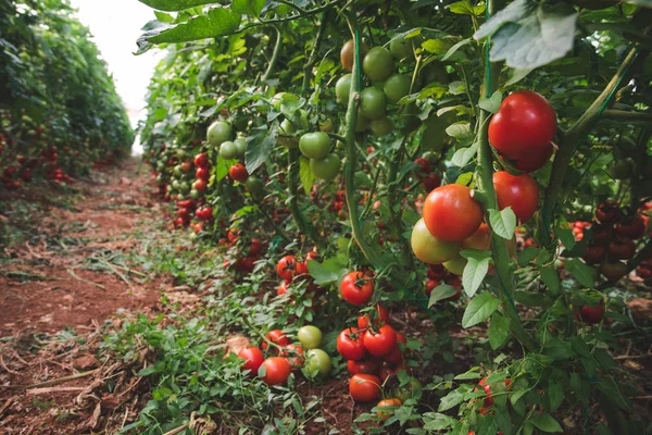Taze olgun doğal, organik ve lezzetli kırmızı domates bahçe veya sera da bir domates bitkinin asma asılı