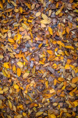 Renkli kırmızı, turuncu ya da kahverengi sonbahar ya da sonbahar yaprakları. Sonbahar arkaplan resmi. Kızıl sonbahar ağaç yaprakları.