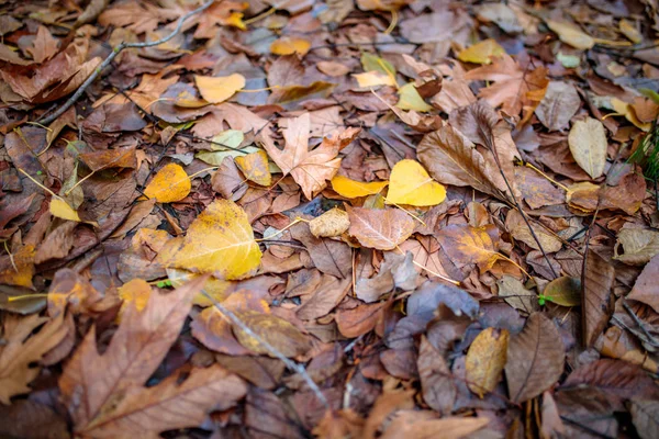 Fond Rouge Orange Brun Coloré Automne Automne Feuilles Saison Image — Photo