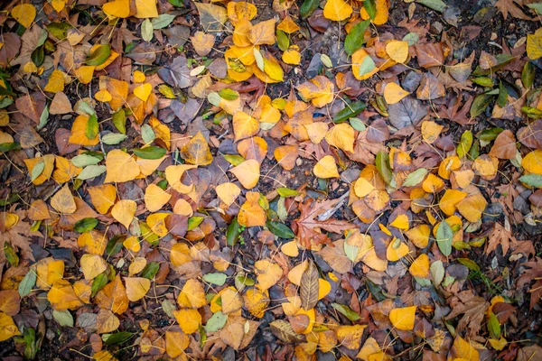 갈색의 가을의 나뭇잎 — 스톡 사진