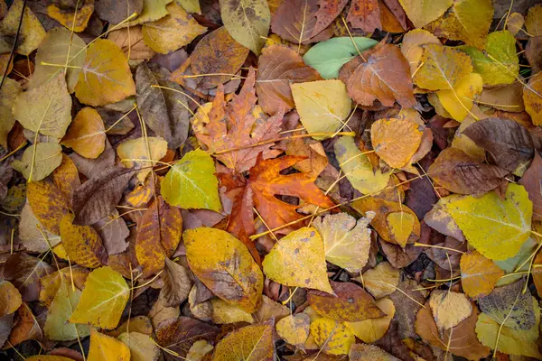 色彩艳丽的红色 橙色或棕色的秋天或秋天树叶的背景 秋天的背景图像 红秋季节树叶 — 图库照片