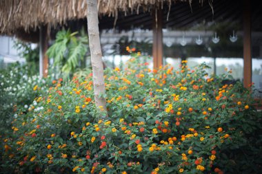 Verbenaceae, fener camara ya da yabani adaçayı çiçeği. Güzel sanatlar hala doğa manzarası.. 