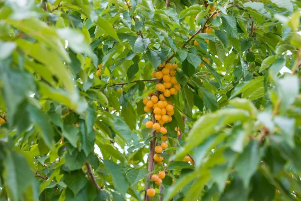 新鲜的天然黄色樱桃果枝 新鲜的天然健康 分枝上有黄色的月桂花 — 图库照片