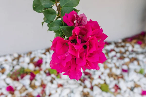 Bougainvillea Květiny Bougainvillea Rostlina Strom Pod Lesklou Modrou Oblohou Letní — Stock fotografie