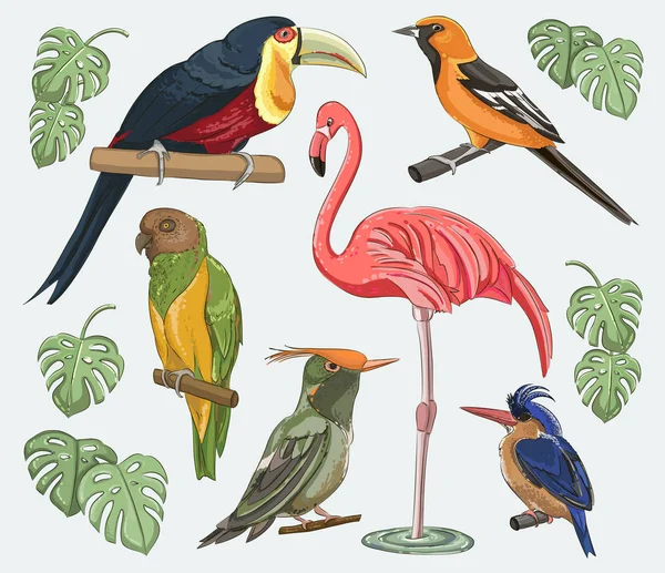 Oiseaux exotiques — Image vectorielle