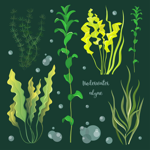 Set of underwater green sea seaweeds