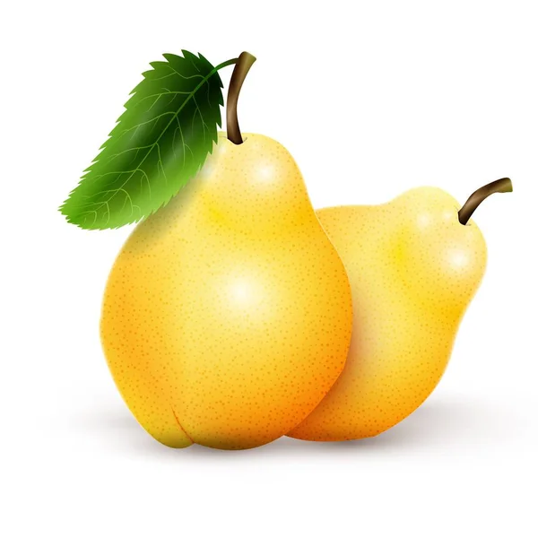 Two yellow pears isolated on white background — Stock Vector