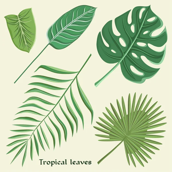 Conjunto de hojas tropicales vectoriales — Vector de stock