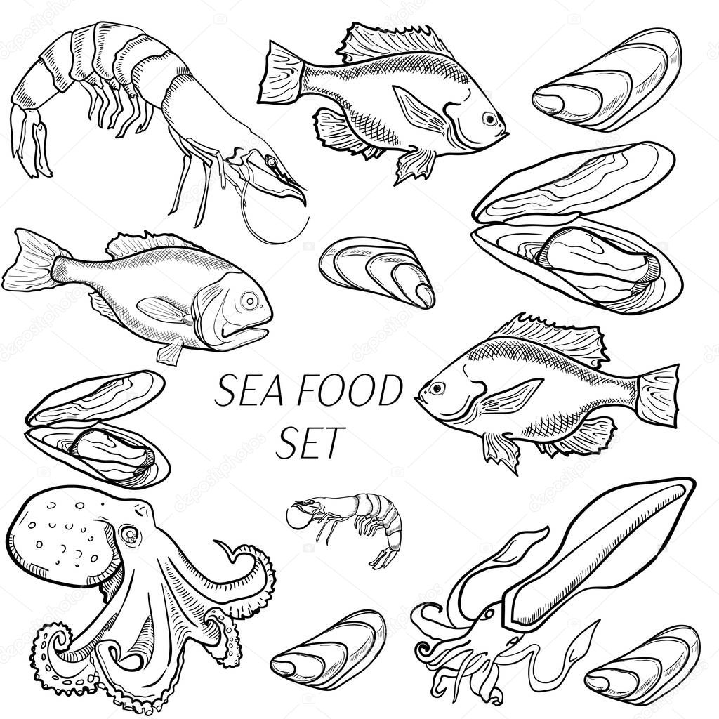 Set of sea food products. Realistic illustration of a sketch, suitable for restaurants and menus. Vector set of hand drawing