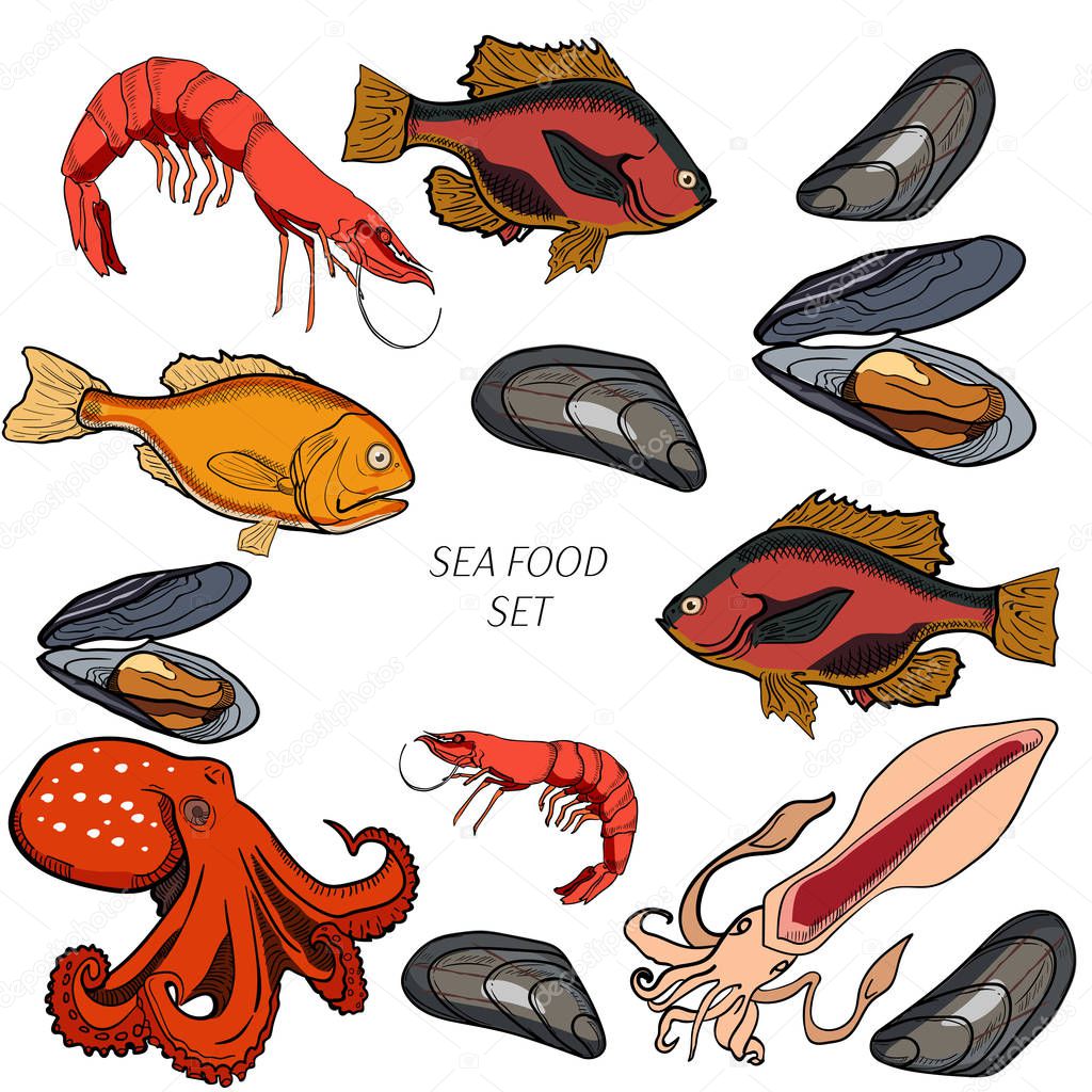 Set of colored sea food products. Realistic illustration of a sketch, suitable for restaurants and menus. Vector set of hand drawing
