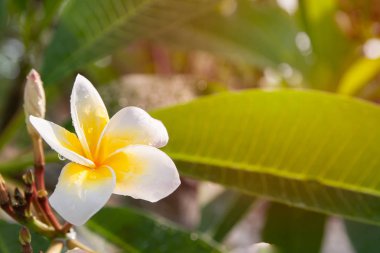 Plumeria çiçekleri öğleden sonra ağaçlarda beyaz ve sarı çiçek lenme vardır.