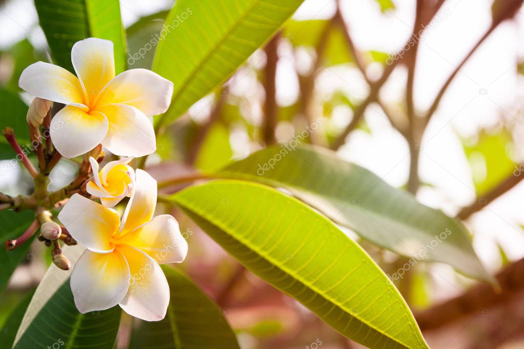 Plumeria flowers are white and yellow blooming on the trees in the afternoon.