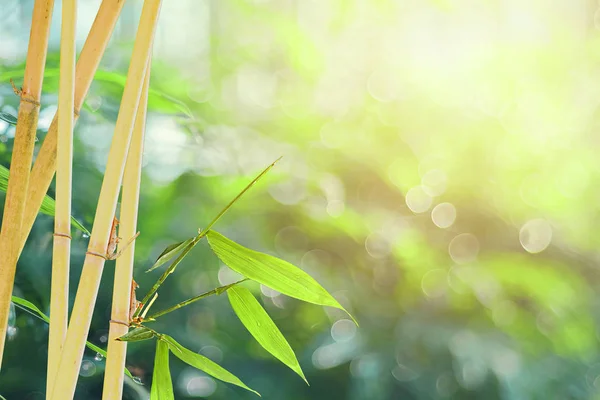 Bamboo sprouts tree on blur bokeh background in Morning summer season — Stock Photo, Image