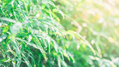 Sabah yaz sezonunda su damlaarka ile bulanık yeşil bambu yaprağı