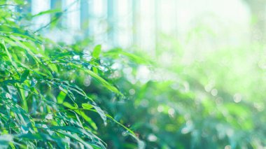 Sabah yaz sezonunda su damlaarka ile bulanık yeşil bambu yaprağı