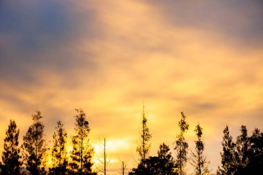 Siluet çam Ağacı Açık plaja yakın kırmızı mavi gökyüzü günbatımı kavramı