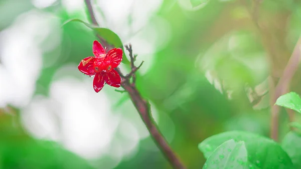 Piccolo fiore rosso su albero con goccia d'acqua su sfondo verde sfocato — Foto Stock