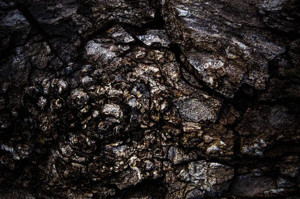 Casca velha corte árvore tronco madeira textura, close-up fundo padrão — Fotografia de Stock