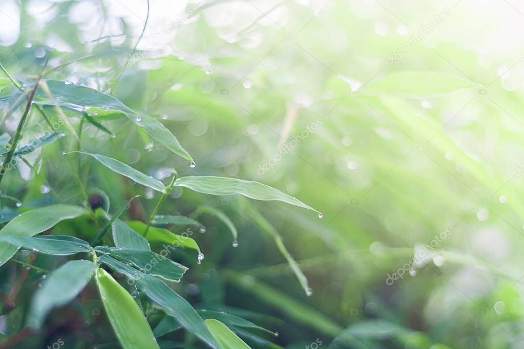 Blurred green bamboo leaf with water drop background in Morning  summer season