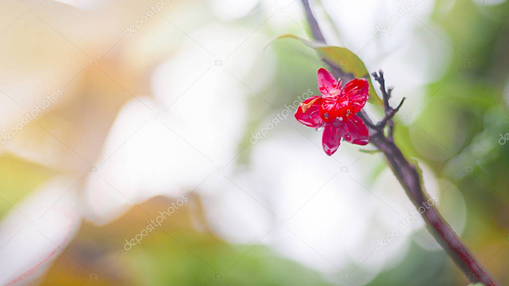 Small red flower on tree with water drop on Blurred green background
