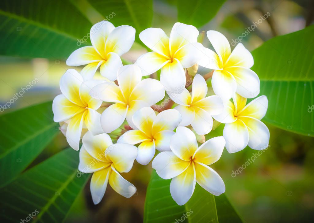 Cory space, Fabulous fragrant pure white scented blooms with yellow centers of exotic tropical frangipanni species plumeria  flowering in spring adds fragrant charm to an urban street scape, Clipping path