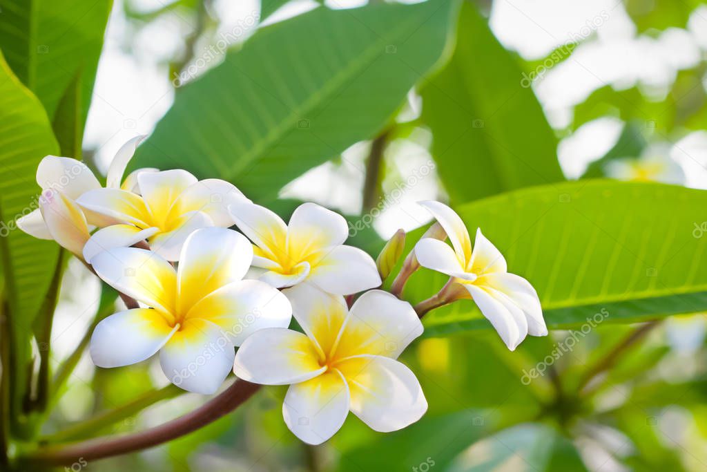 Cory space, Fabulous fragrant pure white scented blooms with yellow centers of exotic tropical frangipanni species plumeria  flowering in spring adds fragrant charm to an urban street scape, Clipping path