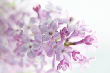 makro çiçekler bahar eflatun arka planda