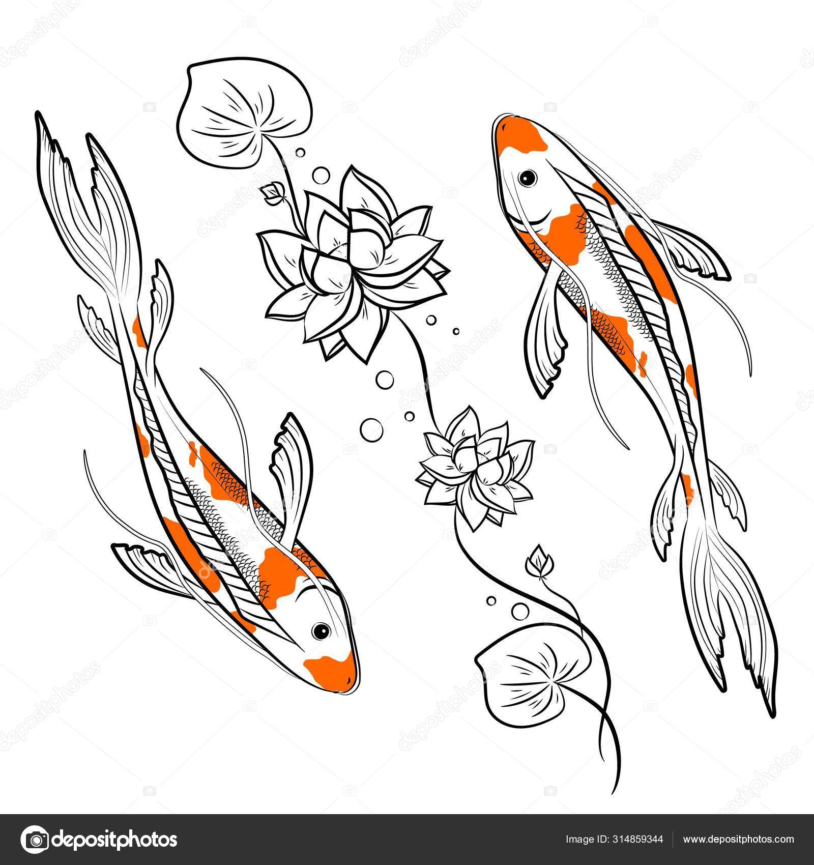Koi carps fish with lotus vector illustration. Japanese oriental style  colorful carps swimming. Stock Vector by ©SofiR 314859344