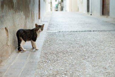 Terk edilmiş sokak kedisi İspanya 'da bir kasabada, kameraya bakıyor.