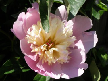 Güzel ev çiçek pembe şakayık