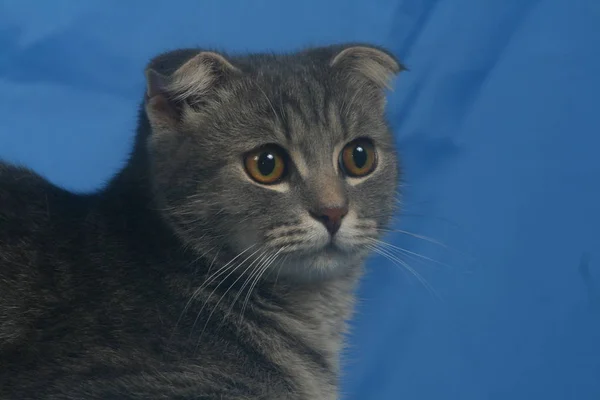 Portrait of a gray cat with hanging ears