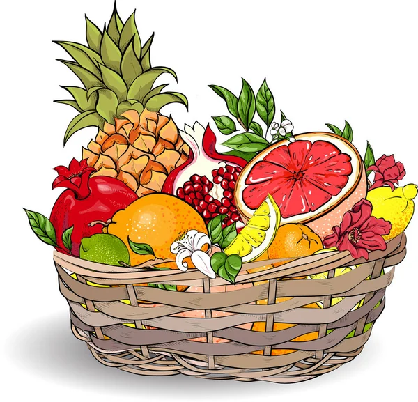 Exotic fruits in wicker basket. — Stock Vector