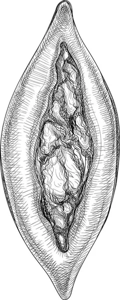 白い背景で隔離の詰物でパイ. — ストックベクタ