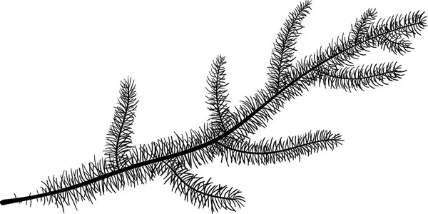 Croquis branche sapin pour décoration de Noël . — Image vectorielle