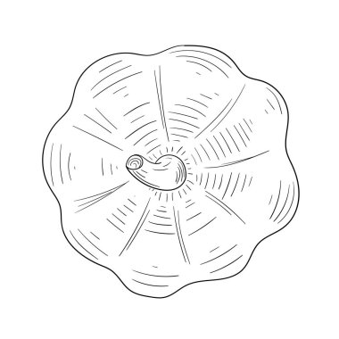 Cadılar Bayramı Balkabağı çizilmiş kroki üzerinde izole beyaz.