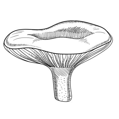Çizilmiş süt mantar kroki üzerinde beyaz izole.