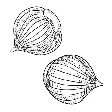 Fındık çizilmiş kroki üzerinde beyaz izole.