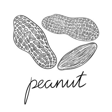 Fıstık çizilmiş kroki üzerinde beyaz izole.