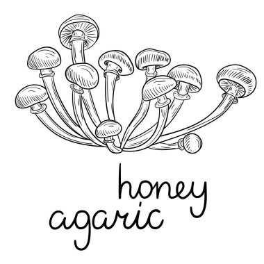 Çizilmiş tatlım agaric mantar kroki üzerinde izole beyaz.