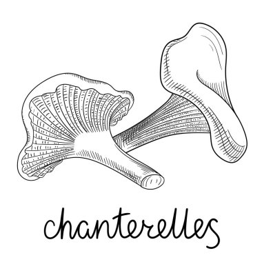 Çizilmiş chanterelles mantar kroki üzerinde beyaz izole.