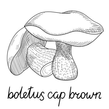 Boletus çizilmiş mantar kroki üzerinde beyaz izole.
