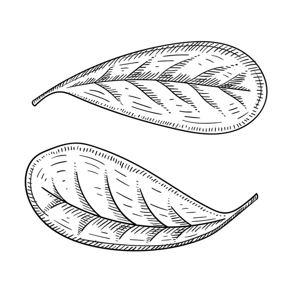 Bosquejo de hojas de arándano rojo dibujado a mano aislado en blanco . — Vector de stock