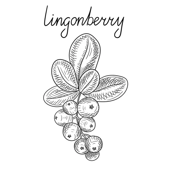 Hand-drawn lingonberry branch sketch isolated on white. — Stock Vector