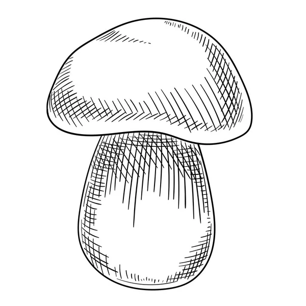 Намальований грибний ескіз кедра ізольований на білому . — стоковий вектор