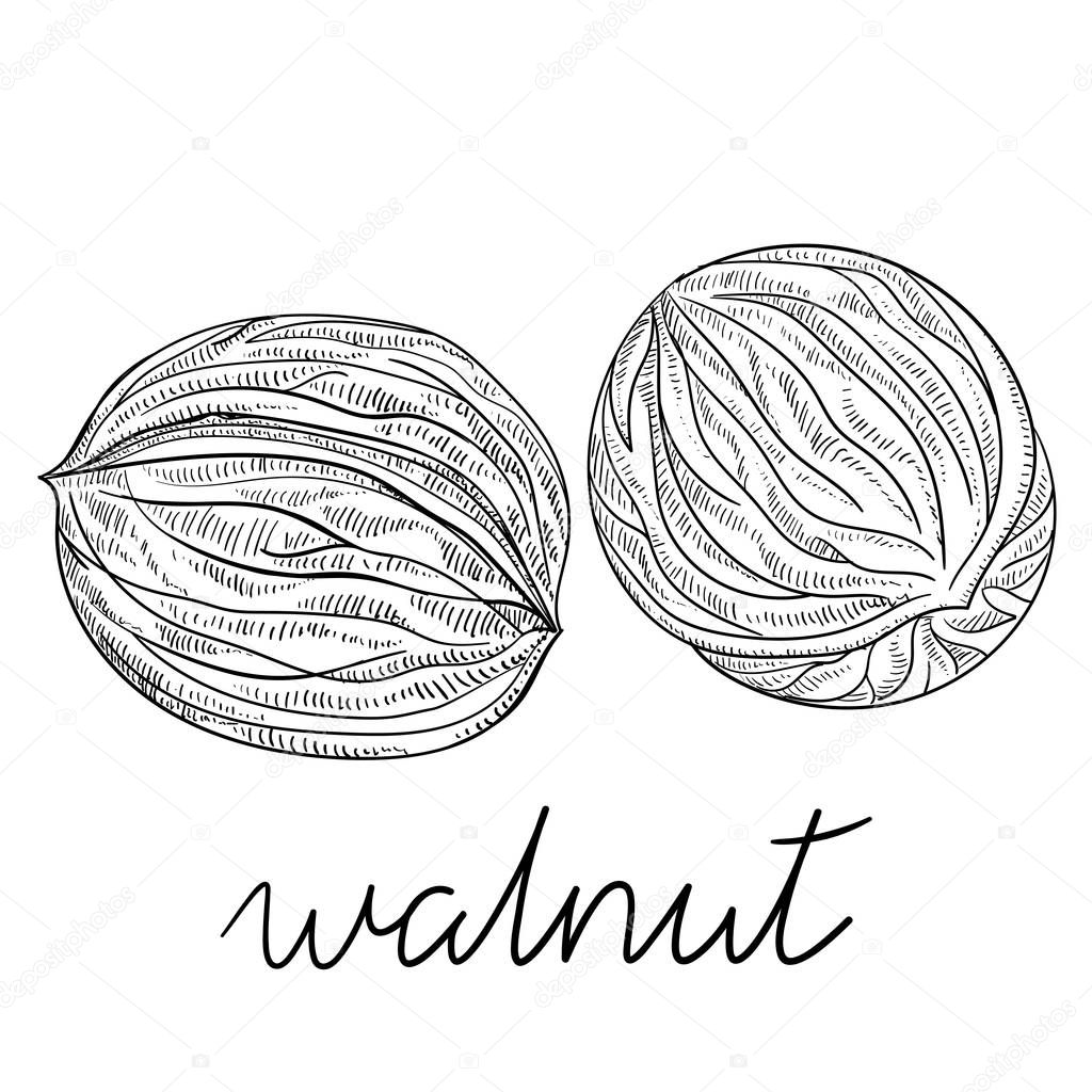 Hand-drawn walnuts sketch isolated on white.
