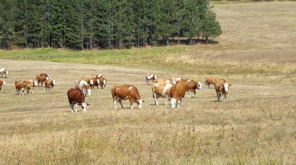 Kühe Auf Dem Feld — Stockfoto