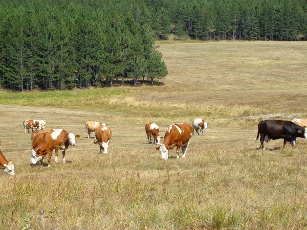 Αγελάδες Στο Χωράφι — Φωτογραφία Αρχείου