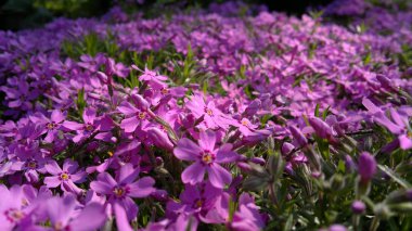 Bahçede küçük gül çiçek bol.