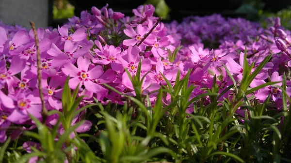 Bahçede küçük gül çiçek bol.