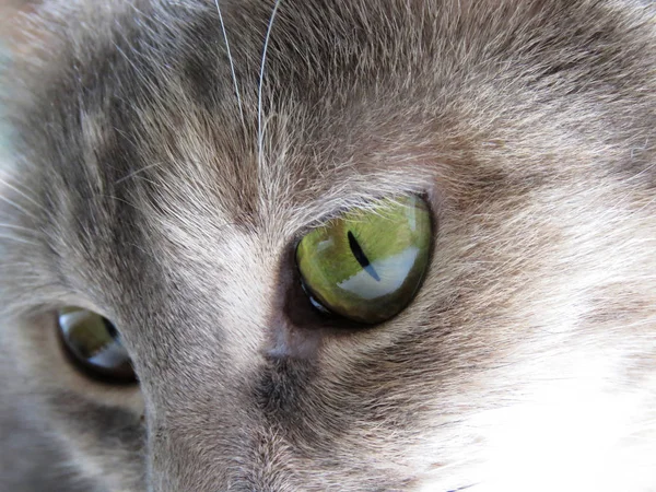 Close Gato Doméstico Com Belos Olhos Verdes — Fotografia de Stock